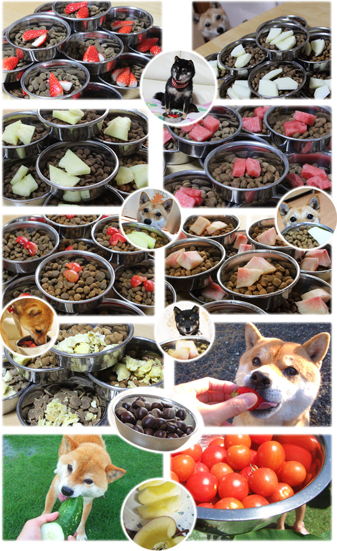 日本犬にぴったりの食事 愛犬ちゃんの健やかな生活を応援するため 厳選したごはんやグッズをご紹介しております 日本犬にぴったりの食事 愛犬ちゃんの健やかな生活を応援するため 厳選したごはんやグッズをご紹介しております